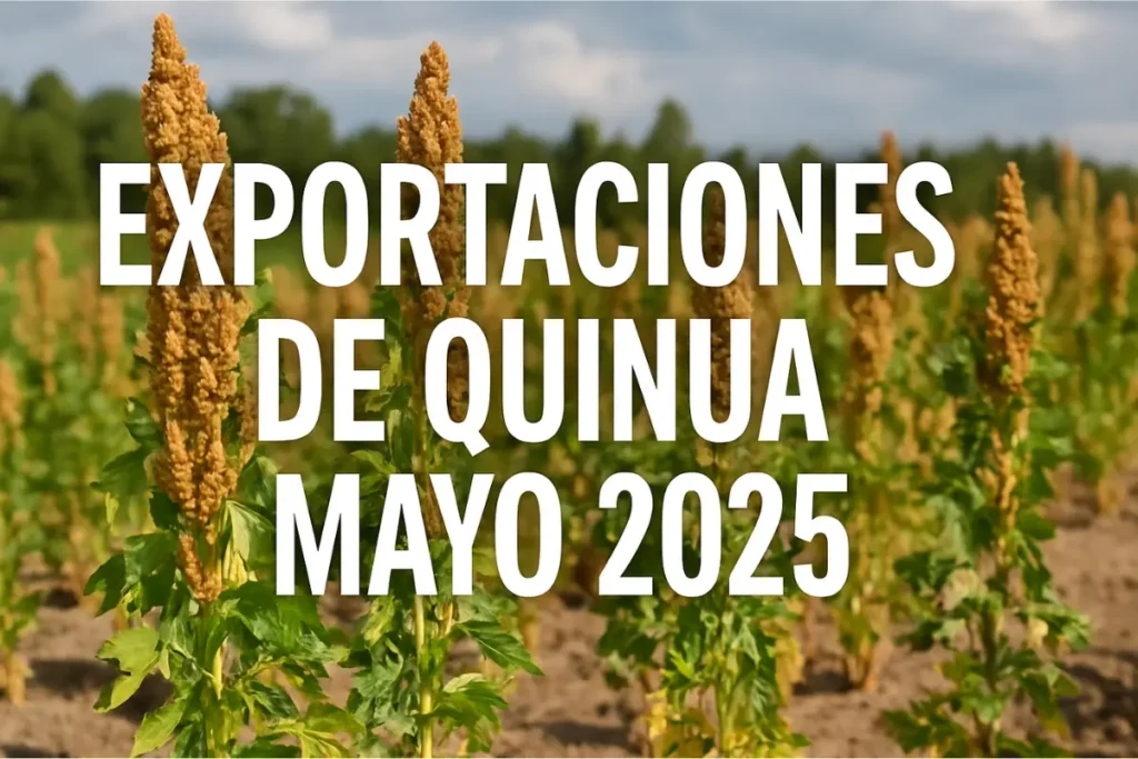 Exportaciones de Quinua – Mayo 2025 Exportaciones de quinua en Perú durante mayo 2025